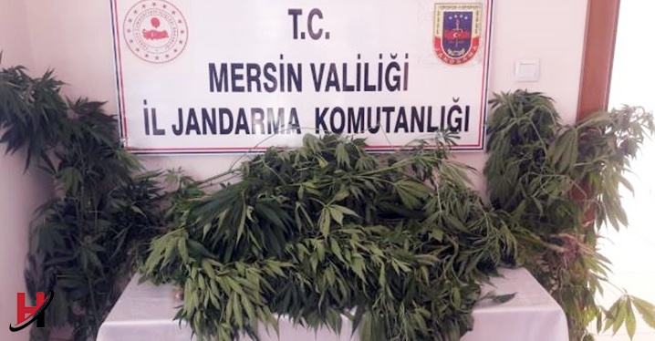 Tarsus'ta Ev ve Bahçelerinde Hint Keneviri Yetiştiren 3 Zanlı Yakalandı