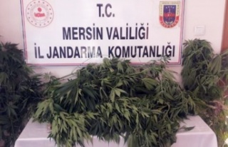 Tarsus'ta Ev ve Bahçelerinde Hint Keneviri Yetiştiren...