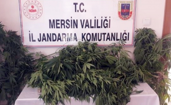 Tarsus'ta Ev ve Bahçelerinde Hint Keneviri Yetiştiren 3 Zanlı Yakalandı