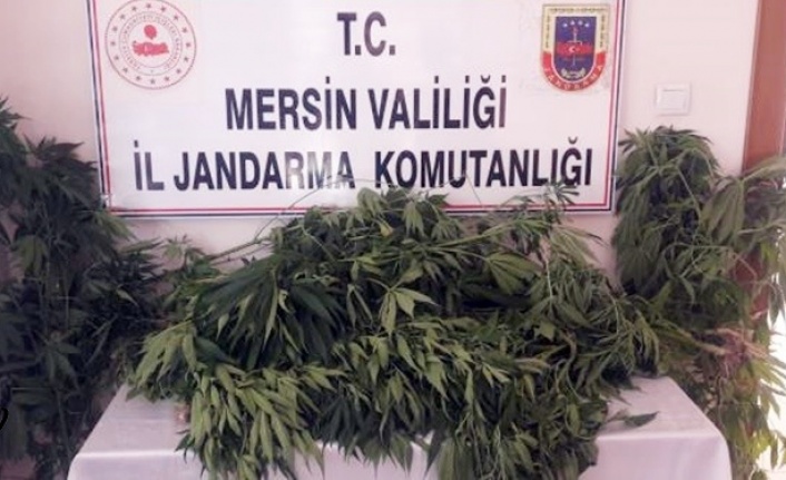 Tarsus'ta Ev ve Bahçelerinde Hint Keneviri Yetiştiren 3 Zanlı Yakalandı